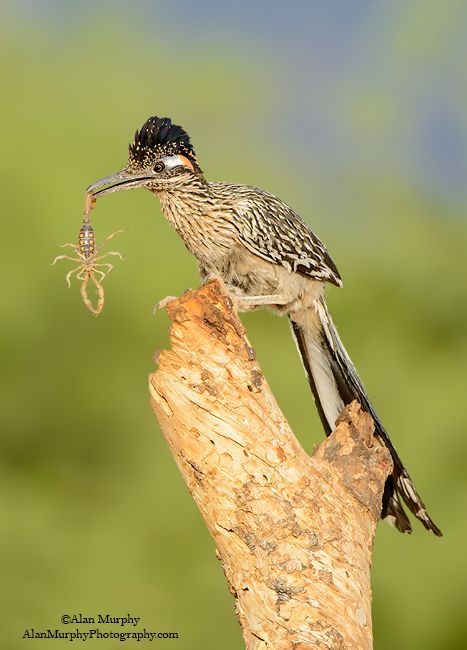 Papa-Léguas Fotografado se Alimentando