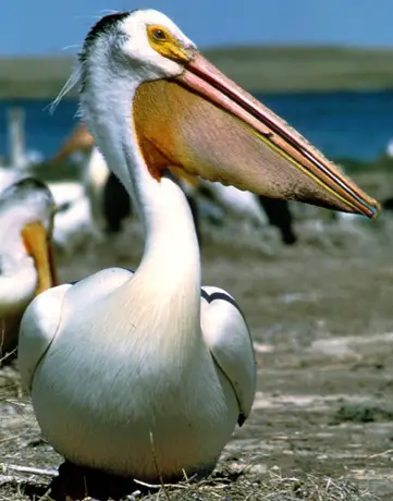 Papo do Pelicano 