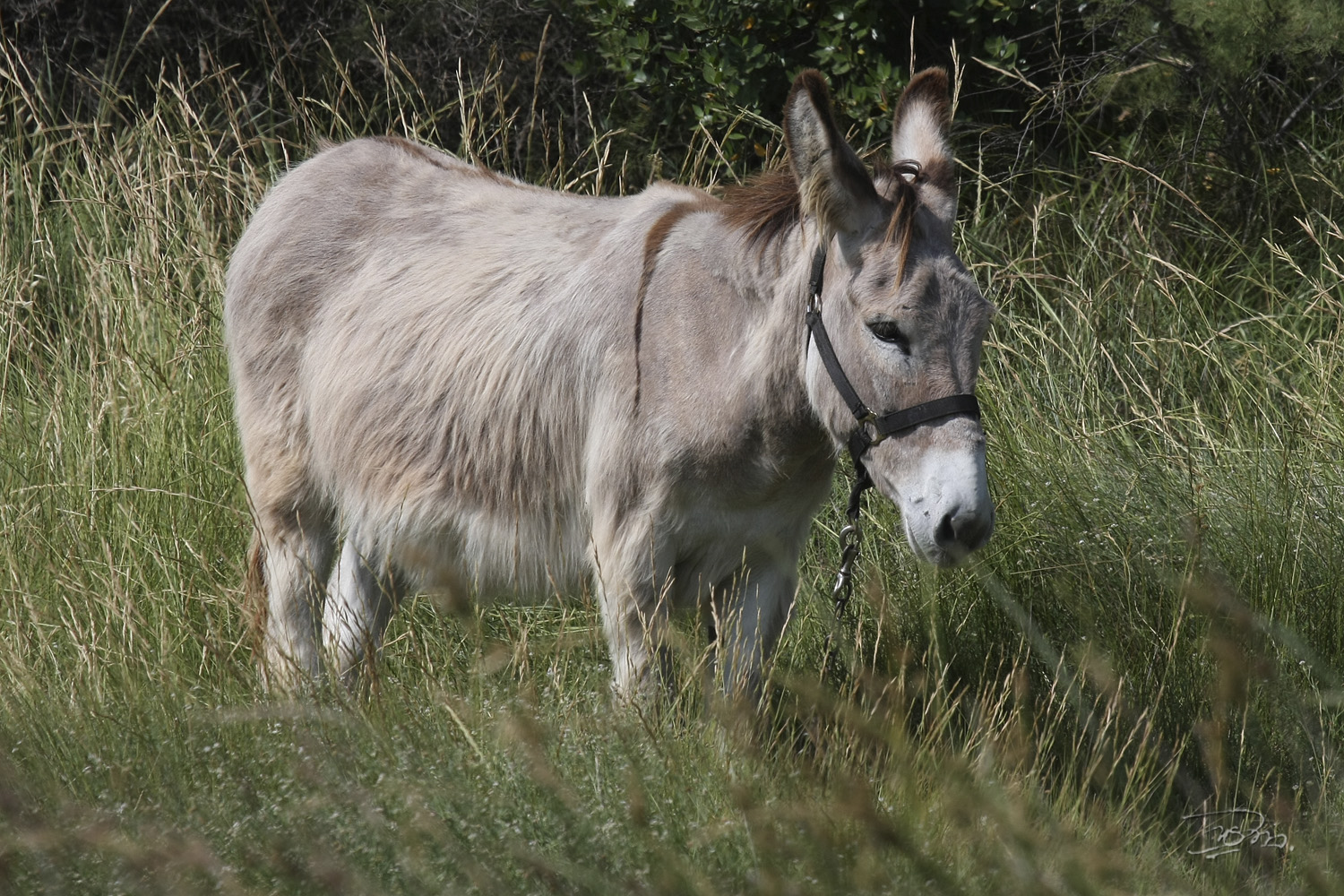 Parlag Hongrois - Burro da Hungria