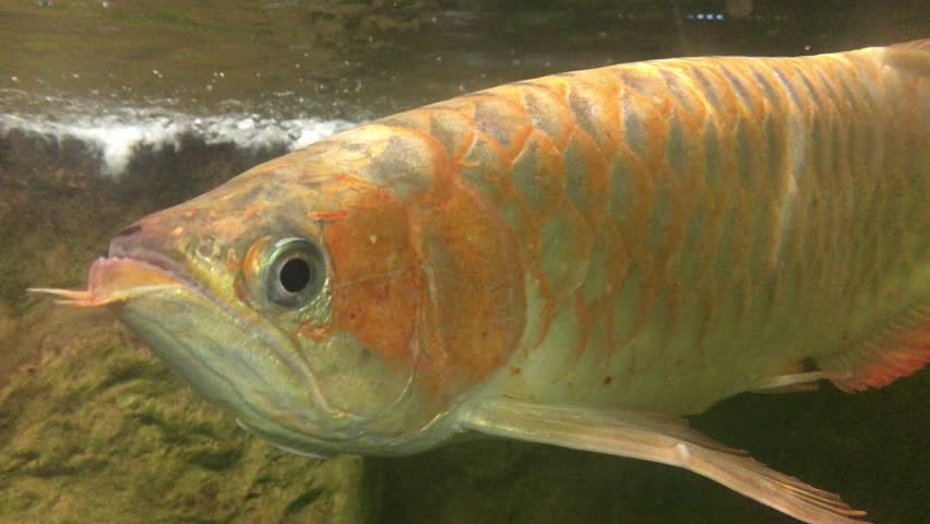 Peixe Aruanã na Amazônia