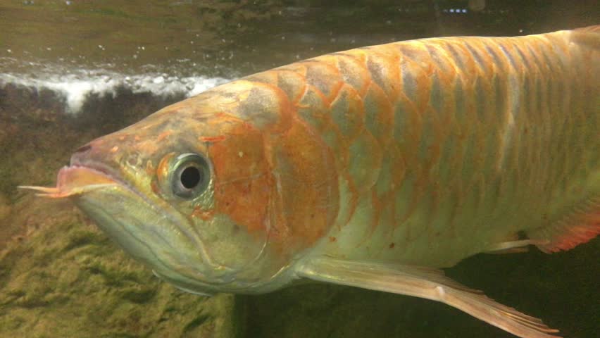 Peixe Aruanã na Amazônia