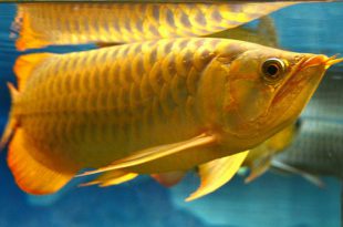 Peixe Aruanã Dourado