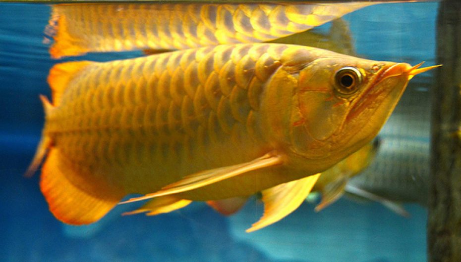 Peixe Aruanã Dourado 