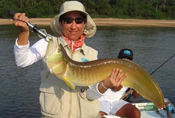 Peixe Aruanã Pescado