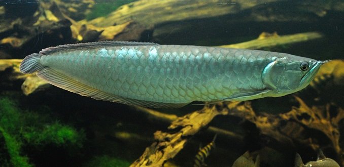 Peixe Aruanã Prata