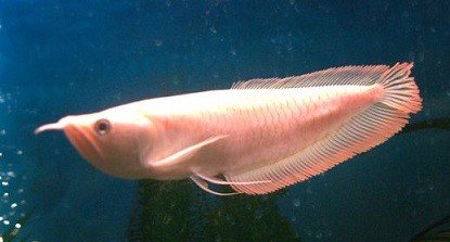 Peixe Aruanã Prata Albina