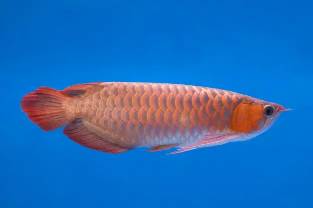 Peixe Aruanã Vermelho Asiático