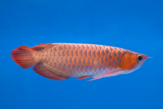 Peixe Aruanã Vermelho Asiático