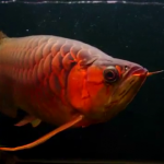 Peixe Aruanã Vermelho Fotografado de Frente