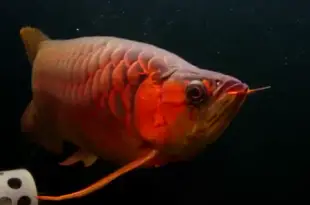 Peixe Aruanã Vermelho Fotografado de Frente
