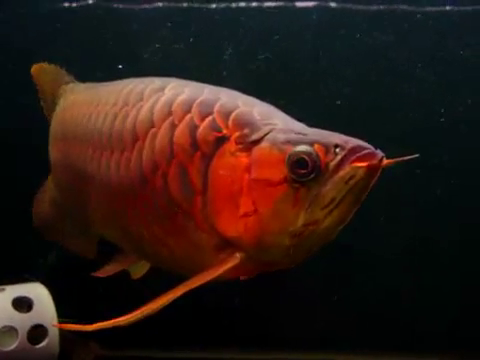 Peixe Aruanã Vermelho Fotografado de Frente 
