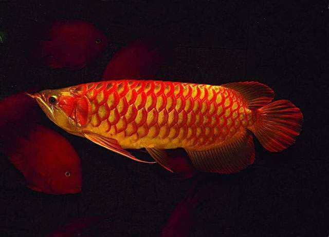 Peixe Aruanã Vermelho