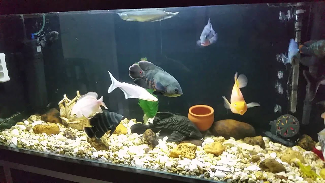 Peixe Aruanã no Aquário