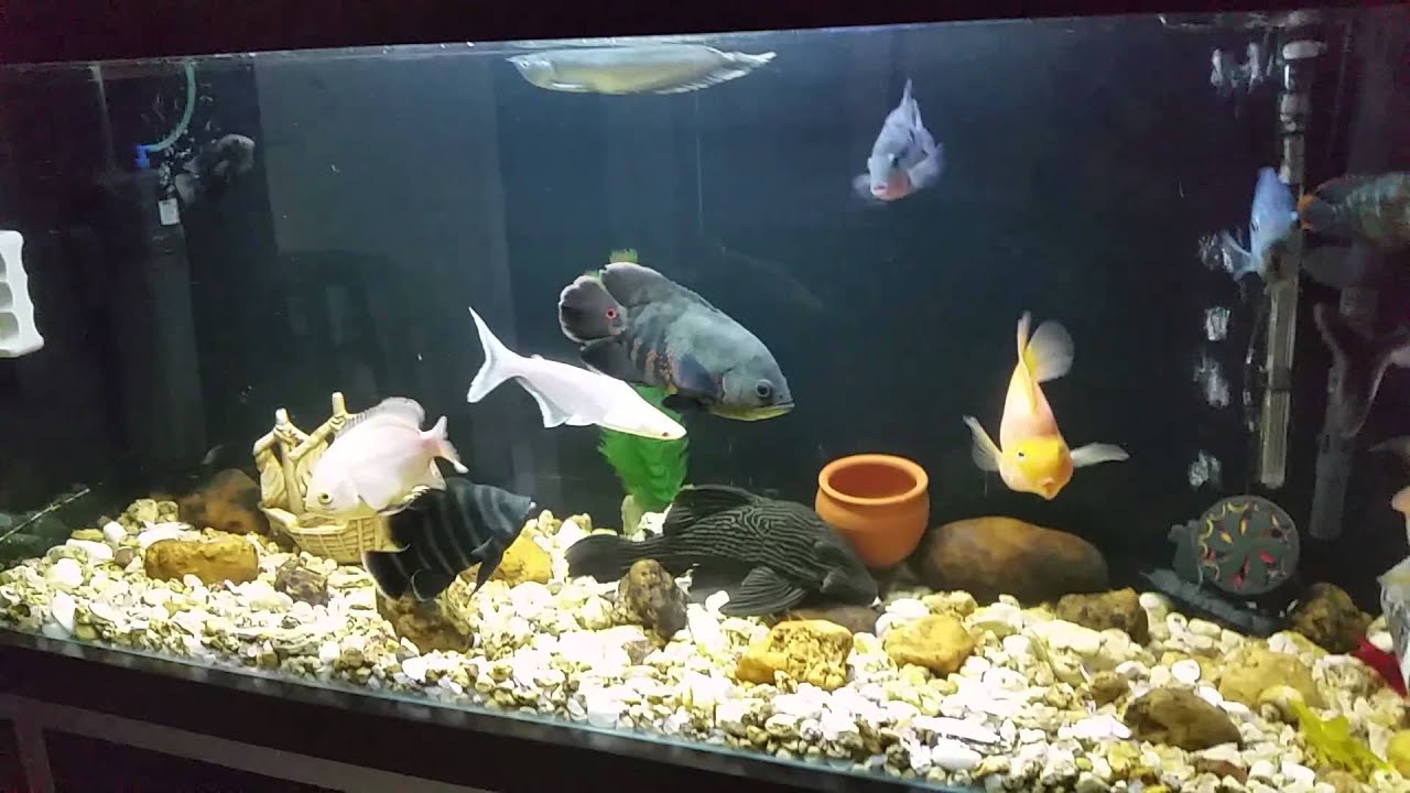 Peixe Aruanã no Aquário 