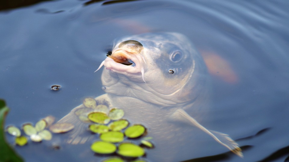 Peixe Carpa Respirando