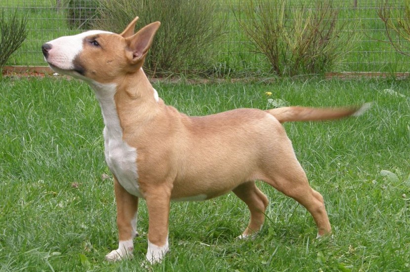 Pelagem do Mini Bull Terrier