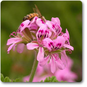 Pelargonium Graveolens