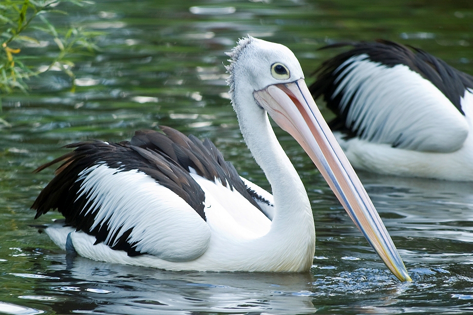 Pelecanus Conspicillatus