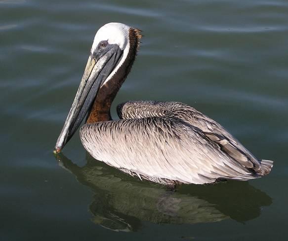 Pelecanus Occidentalis