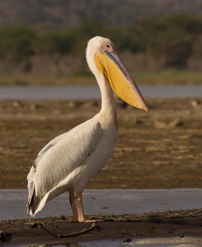 Pelecanus Onocrotalus