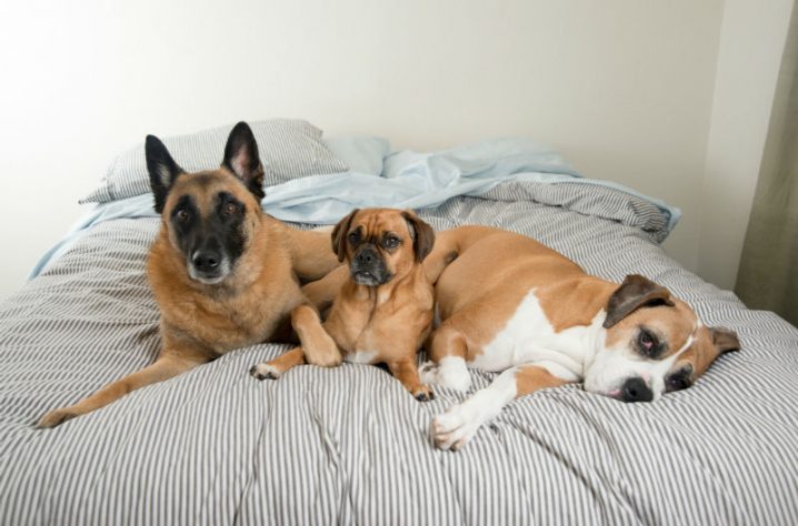 Pelos na Cama e Desvantagens