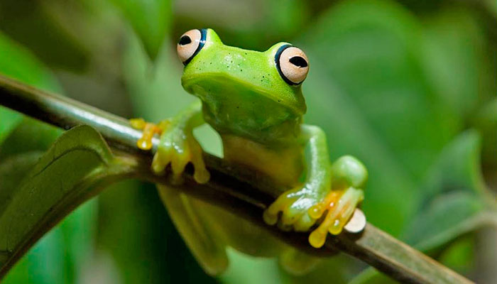 Perereca Verde em Cima de um Galho