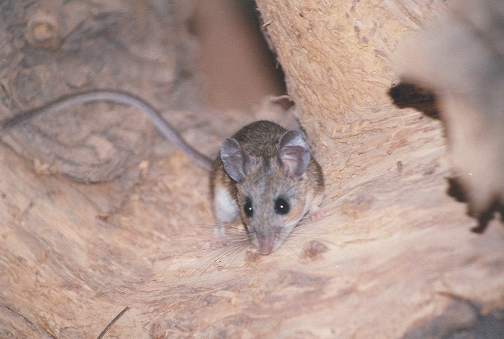 Peromyscus Boylii