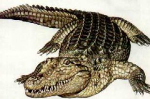 Phobosuchus