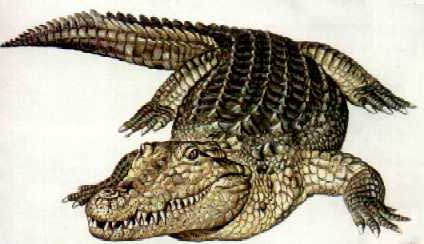 Phobosuchus