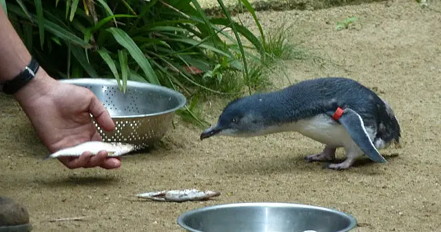 Pinguim Azul Comendo Peixe