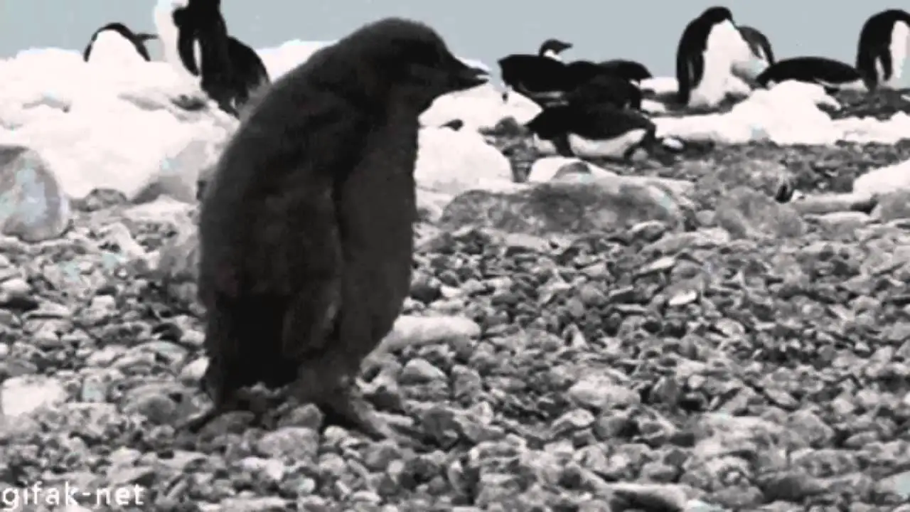 Pinguim Gordo 