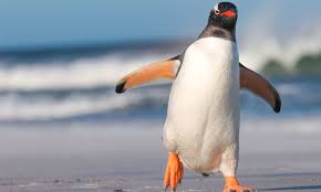 Locomoção Dos Pinguins: Como Eles Se Locomovem?