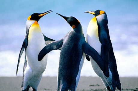 Pinguins se Comunicando 