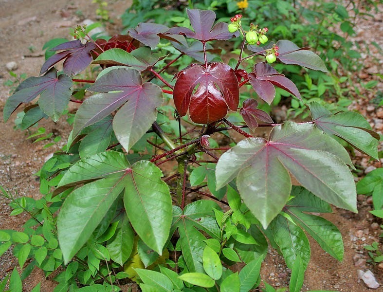 Pinhão Roxo