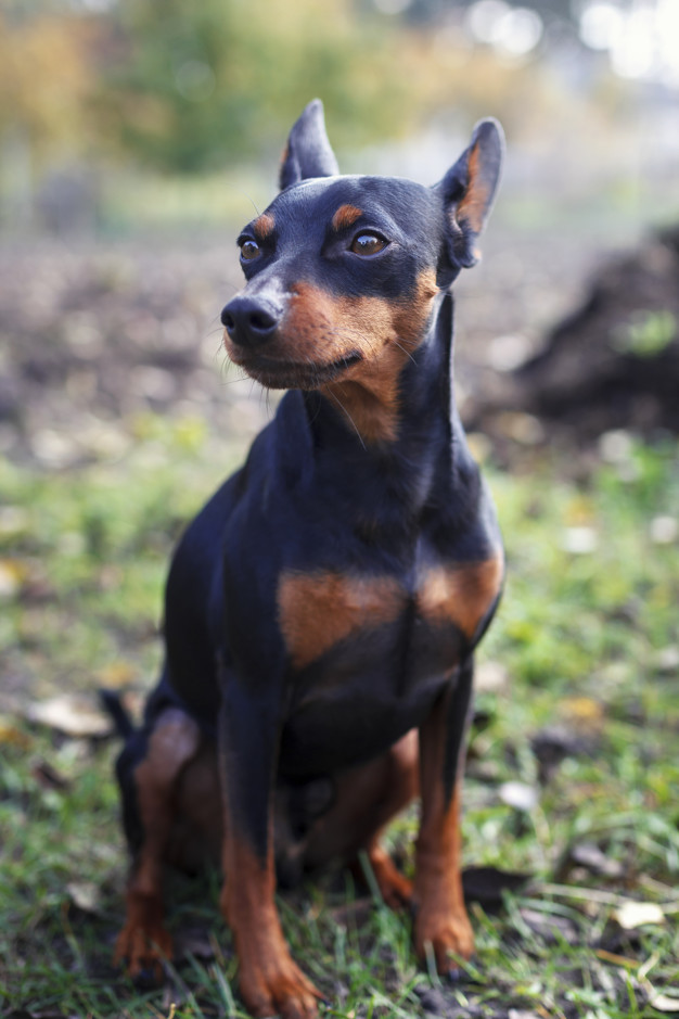 Pinscher Alemão