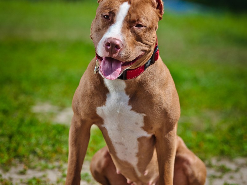 Pit Bull