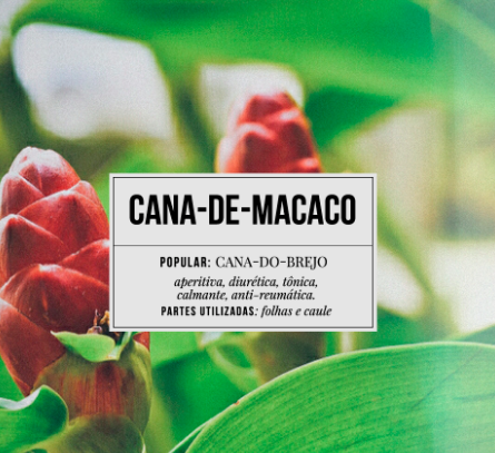 Planta Cana-De-Macaco
