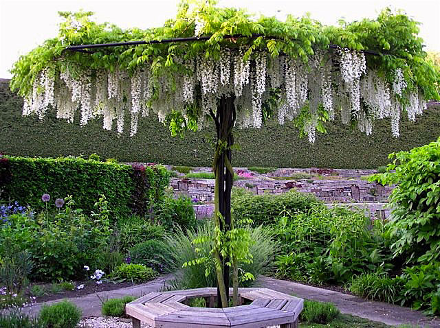 Planta Glicínia