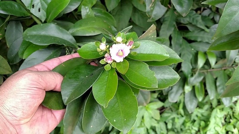 Plantas Carnea