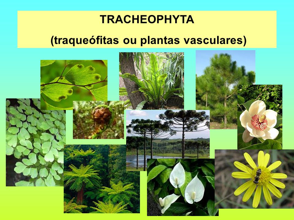 Plantas Traqueófitas