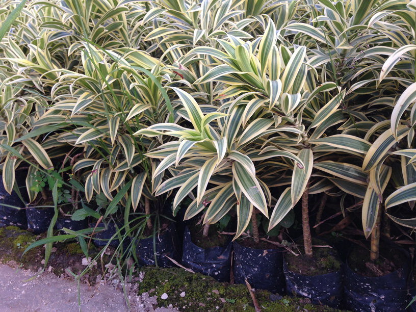 Plantas Variegata