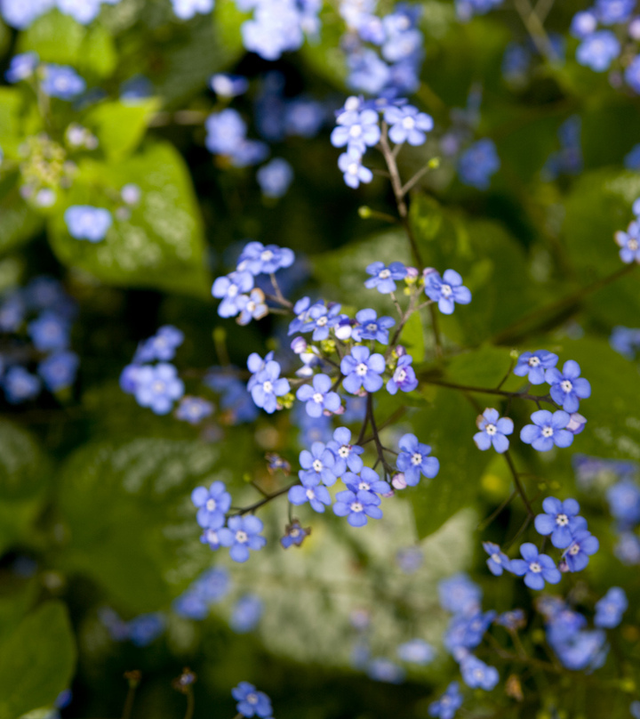 Plantas White Blue Eye