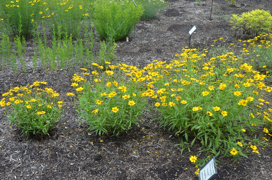 Plantação de Coreopsis Lanceolata