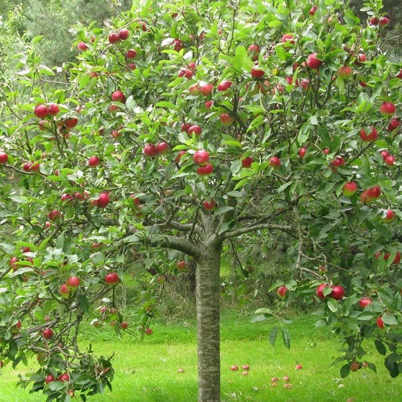 Plantio de Nectarina