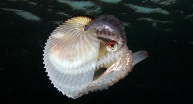 Polvo Argonauta