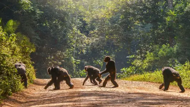 População de Chimpanzés