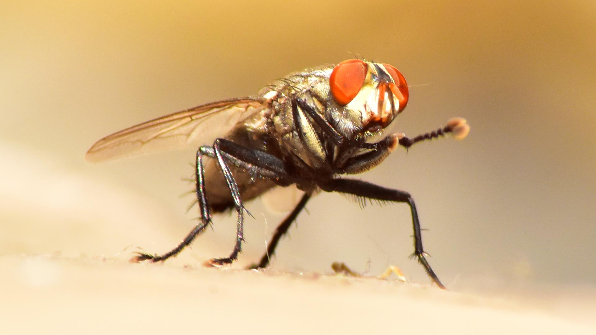 Mosca de Outono: Características, Como Evitar, Habitat e Fotos