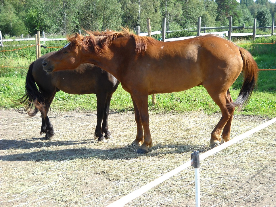 Porte Físico do Cavalo Finlandês