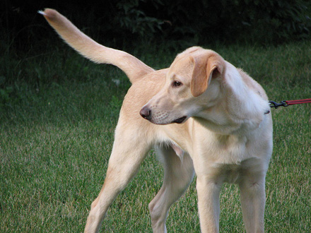 Posição da Cauda do Cão