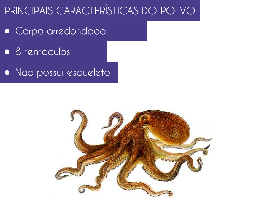 Principais Características dos Polvos